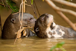 otter